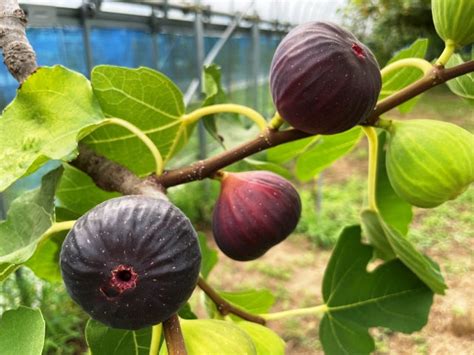 無花果 種|【初心者向け】イチジク（無花果）の育て方のポイン。